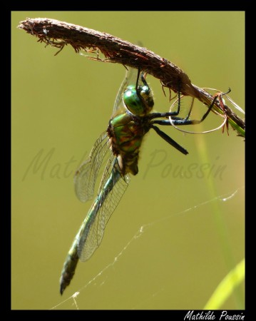 Cordulie métallique - Somatochlora metallica